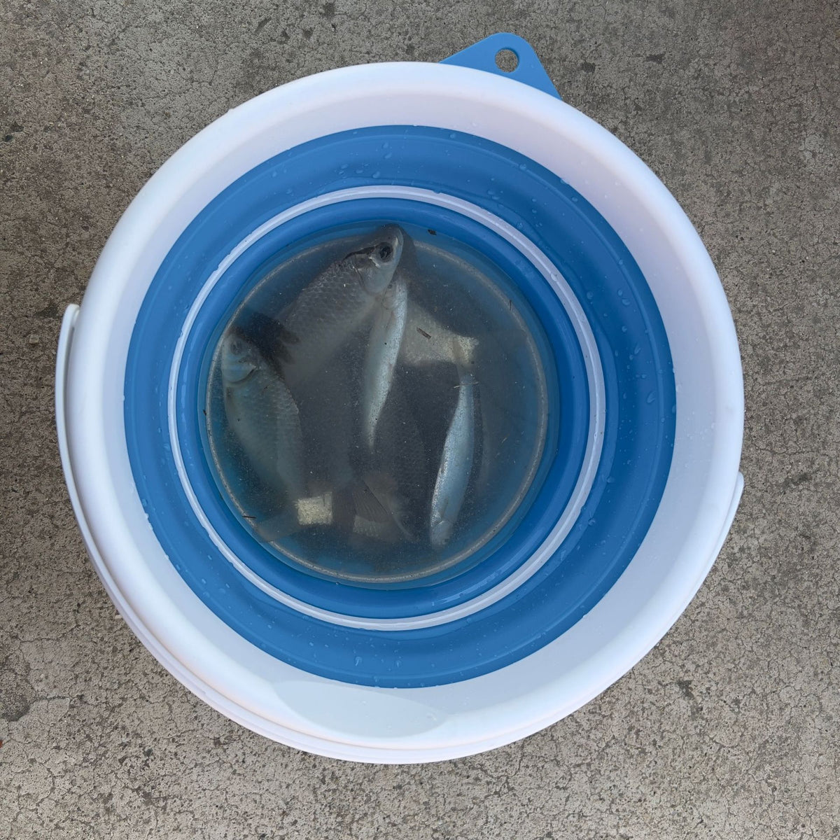 10L Plastic Folding Bucket for Household, Garden & Fishing Use