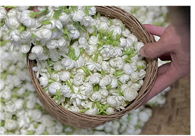 Bulk Dried Jasmine Flower Tea
