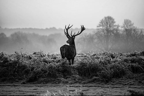 Wildlife Deer Canvas Painting - Home Wall Art for Living Room or Bedroom