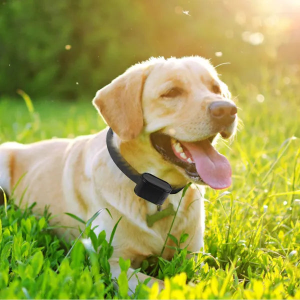 Electric Dog Fence System with Water-Resistant Collar for Small to Large Dogs