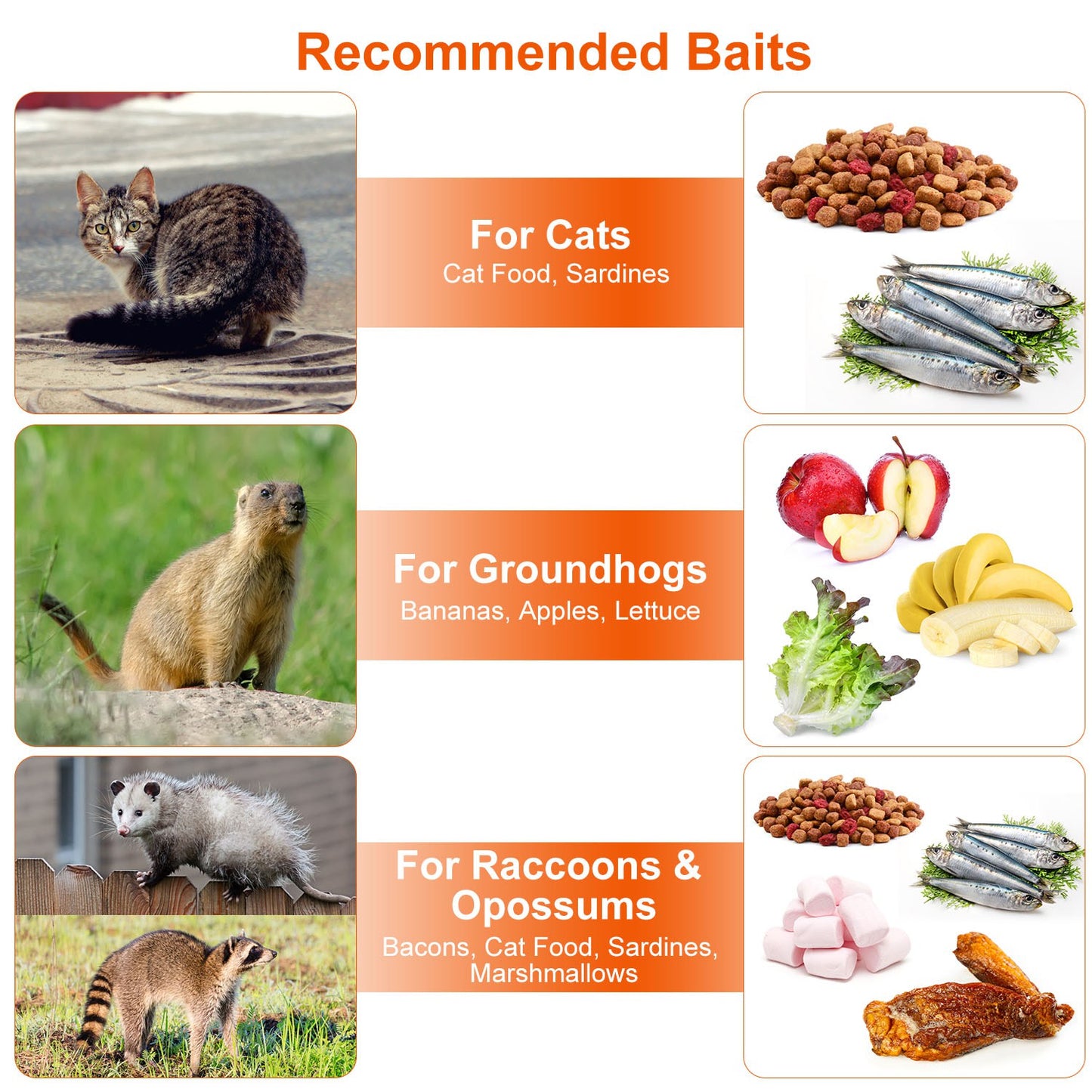 Humane Live Animal Trap Cage - Collapsible Wire for Raccoons, Foxes, Armadillos