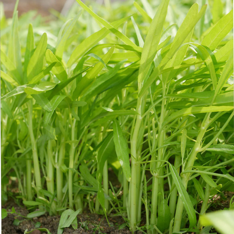 Vegetable Seeds Pack - Home Garden Edible Plant Varieties, Green