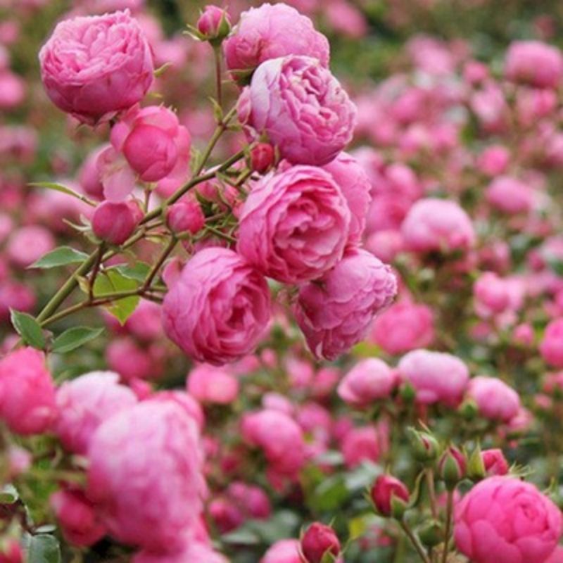 Garden Rose Seeds for Planting - Multiple Varieties & Quantities