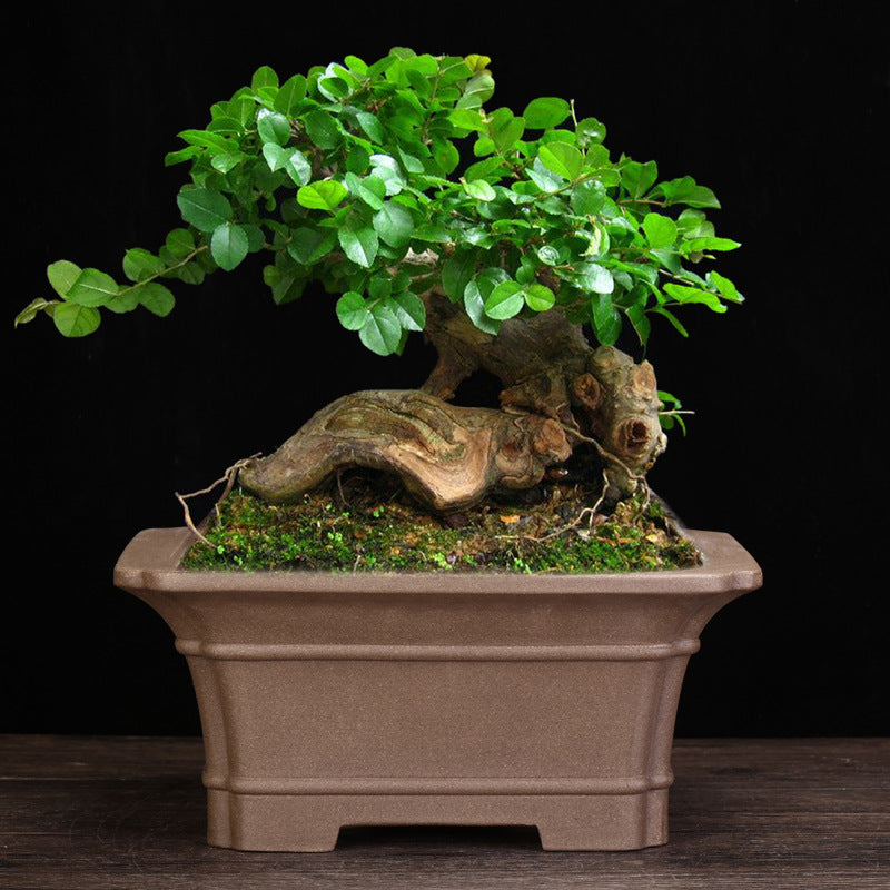 Ceramic Orchid Pot with Breathable Self-Priming Design - Houseplant Flower Container