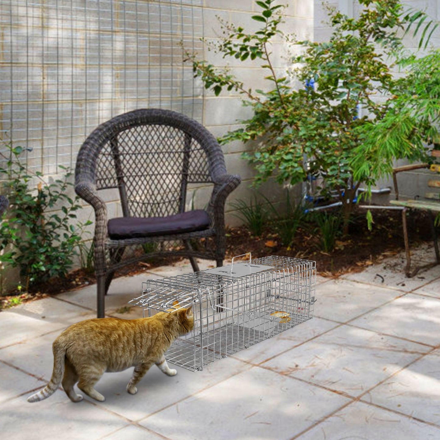Humane Live Animal Trap Cage - Collapsible Wire for Small Animals