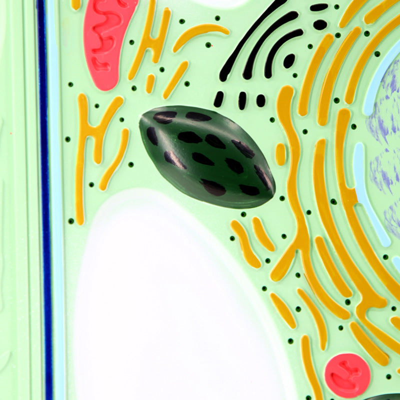 Biology Cell Teaching Model for Plant and Animal Cell Comparison - PVC Educational Demonstration