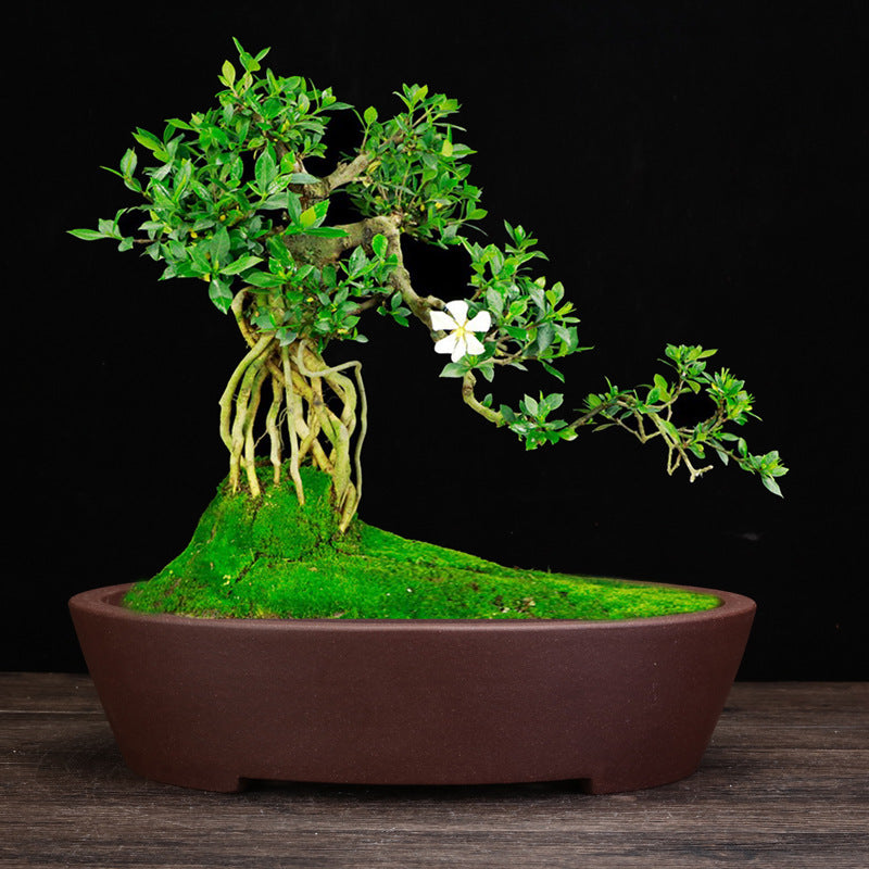 Purple Ceramic Square Plant Pot for Desktop & Floor Bonsai Display