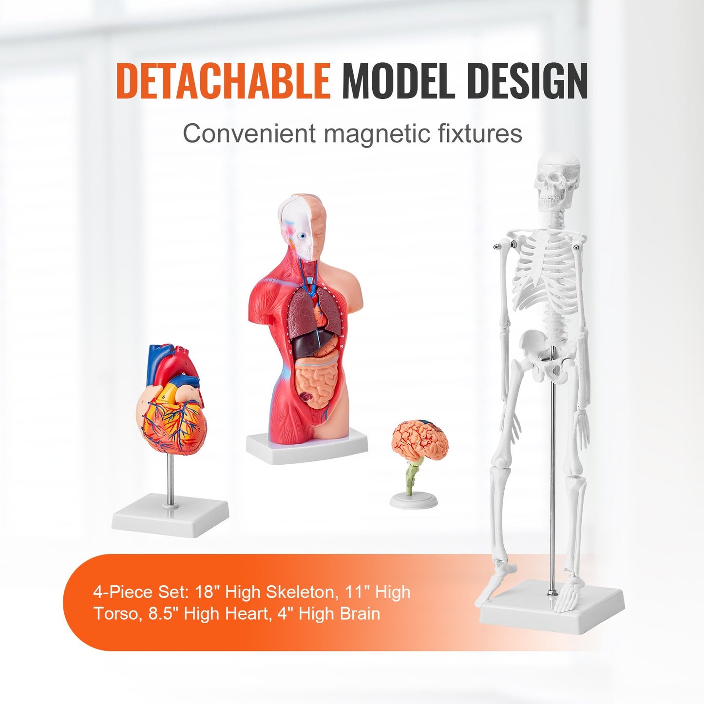 Human Anatomy Models Set - 4-Piece 3D Educational Tools