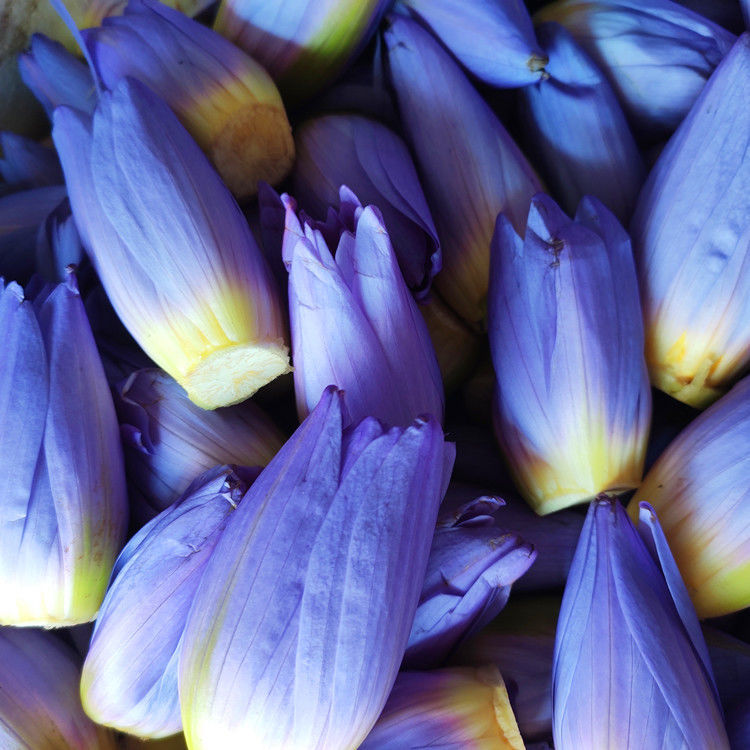 Blue Lotus Dried Flowers for Home Decor - Natural Fragrance & Rich Selection