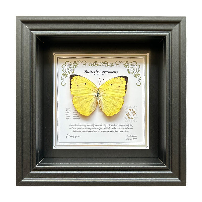Butterfly Specimen Wall Art - Framed Decorative Butterfly Print - Multiple Sizes & Styles