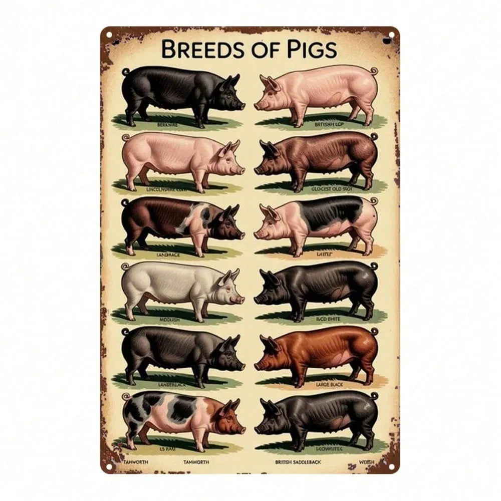 Vintage Pig Breeds Metal Sign - 8x12 Inch Retro Wall Art