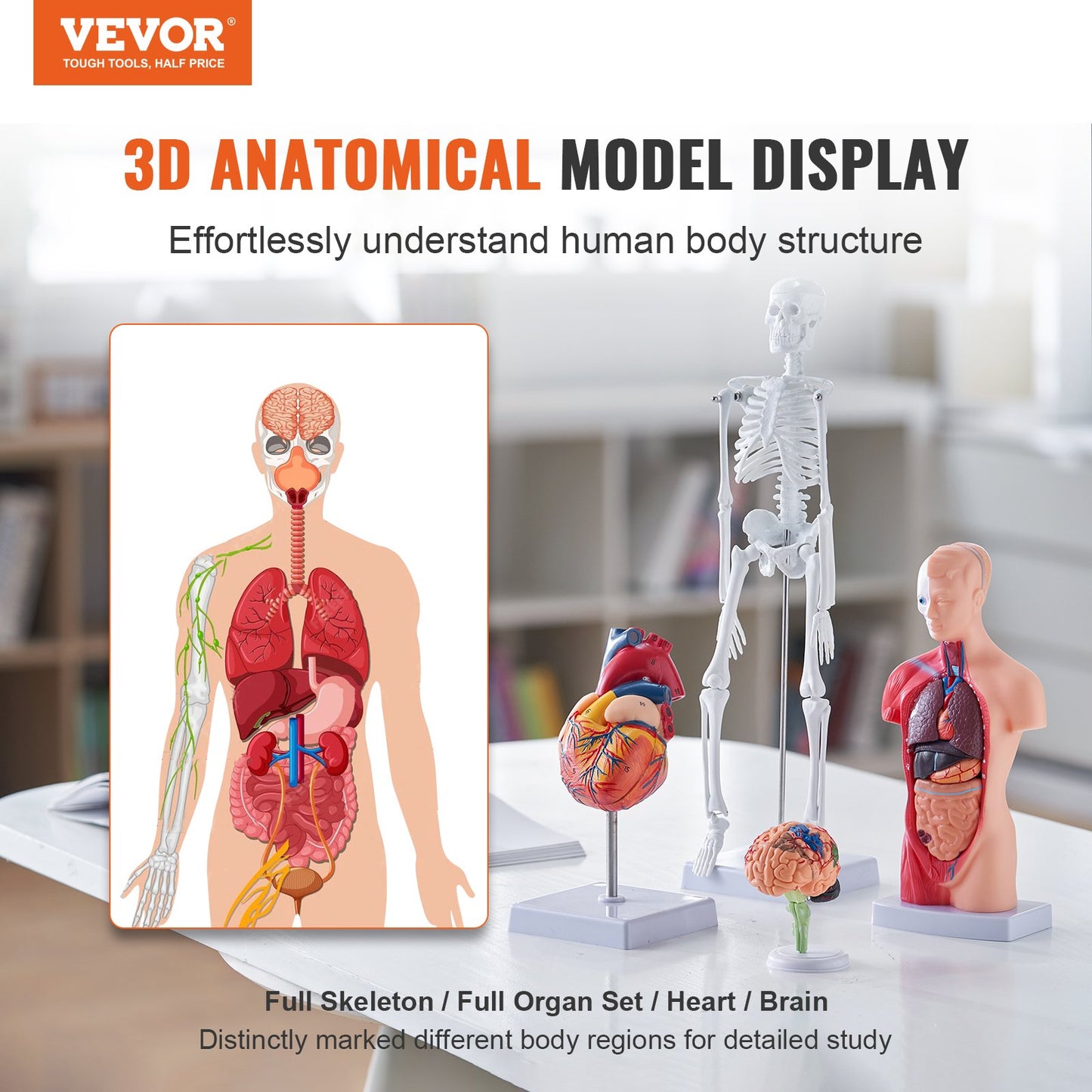 Human Anatomy Models Set - 4-Piece 3D Educational Tools