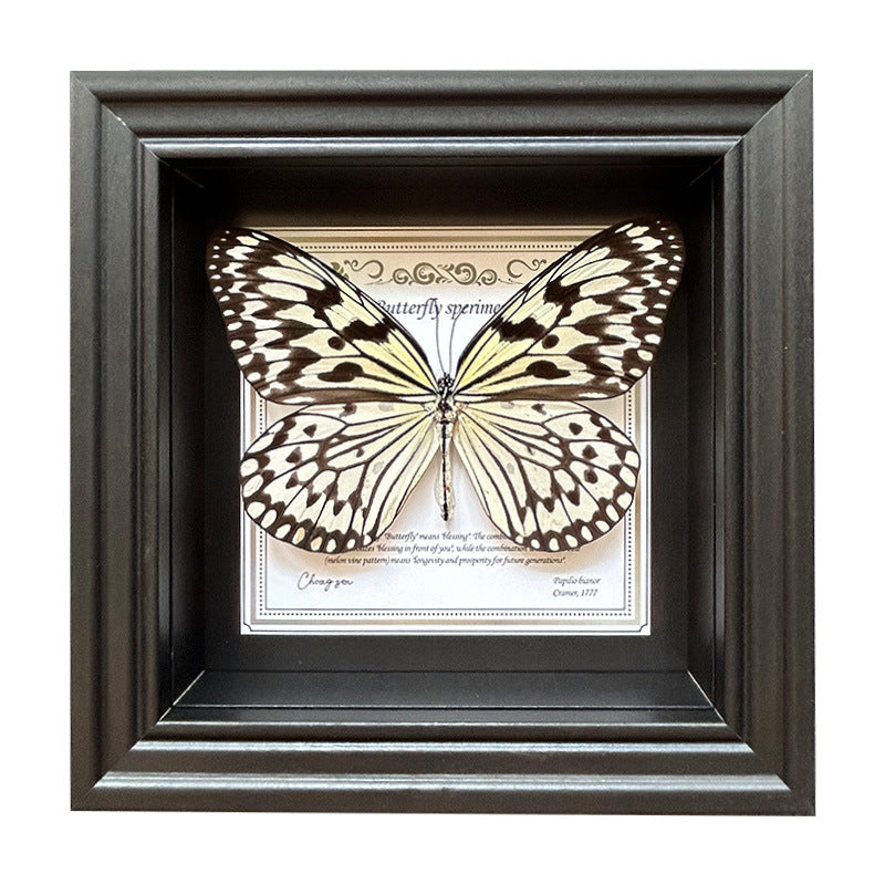Butterfly Specimen Wall Art - Framed Decorative Butterfly Print - Multiple Sizes & Styles
