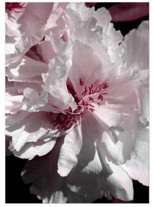 Red Peony Rose Flower Wall Art Diamond Painting Cross Stitch Kit - Handmade Home Decor