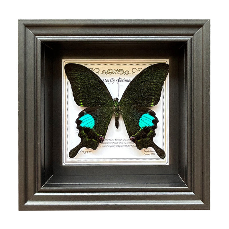 Butterfly Specimen Wall Art - Framed Decorative Butterfly Print - Multiple Sizes & Styles