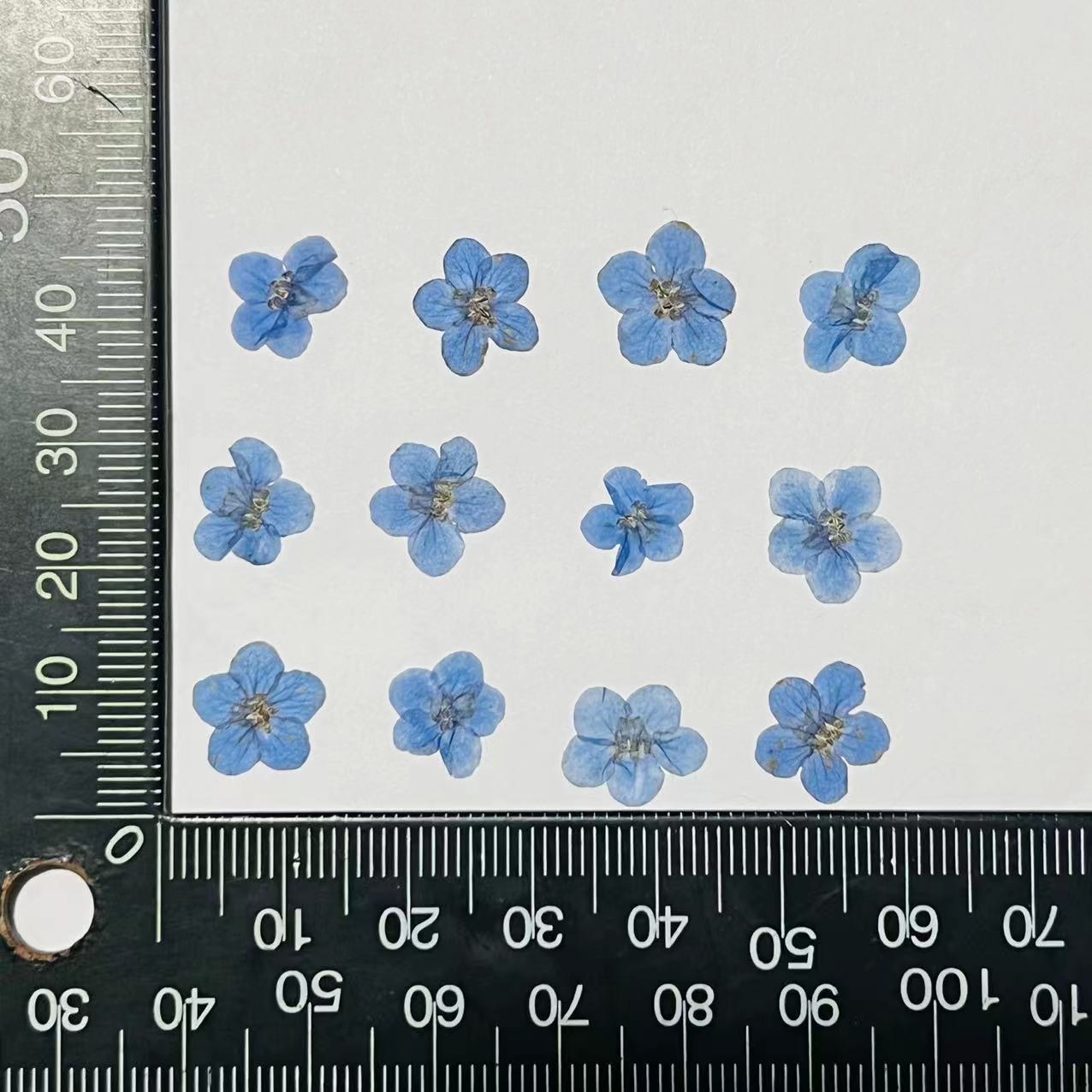 Dried Forget Me Not Flowers for Crafts - Embossed Plant Specimen, 1 or 100 pcs