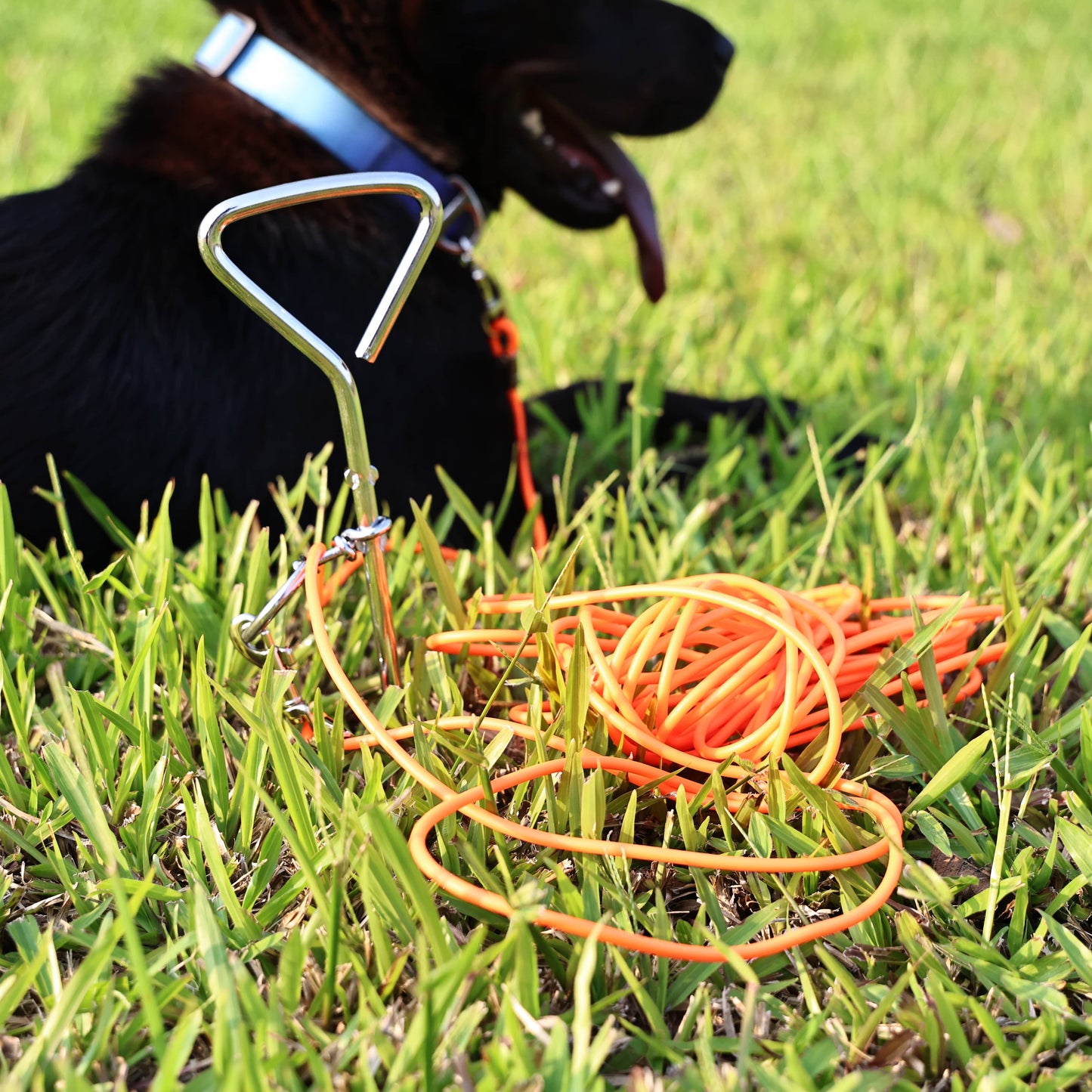Ground Stake Fixed Dog Leash with 30ft Range for Outdoor Walking and Training