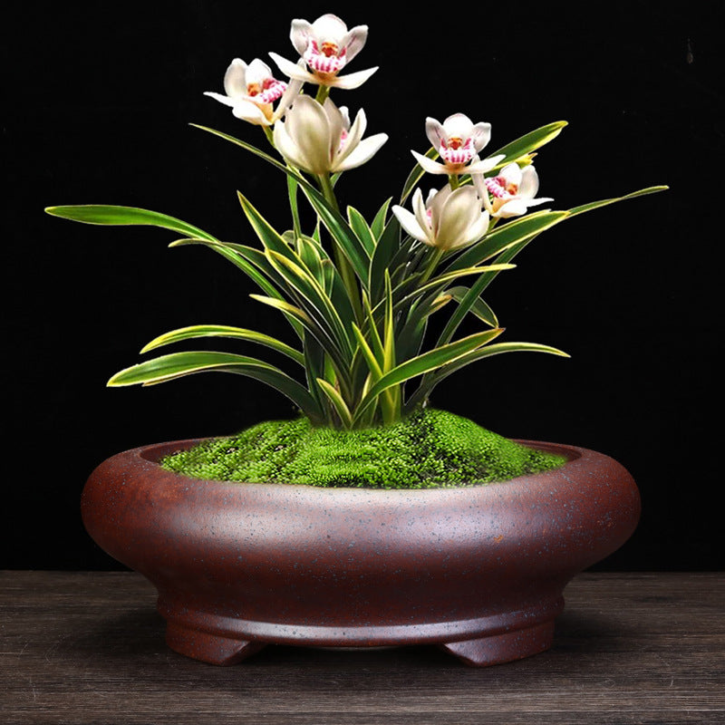 Indoor Decorative Porcelain Plant Pot with Purple Sand for Home & Office