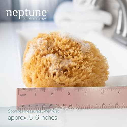 Neptune Caribbean Sea Sponge, Hand Cut, Medium, Approx. 5-6 inches