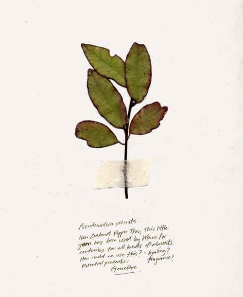 TRIUMPH & DISASTER | Dark Moon Hydrating Cream | Face Moisturizer - Night Cream for Men, 1.7 oz