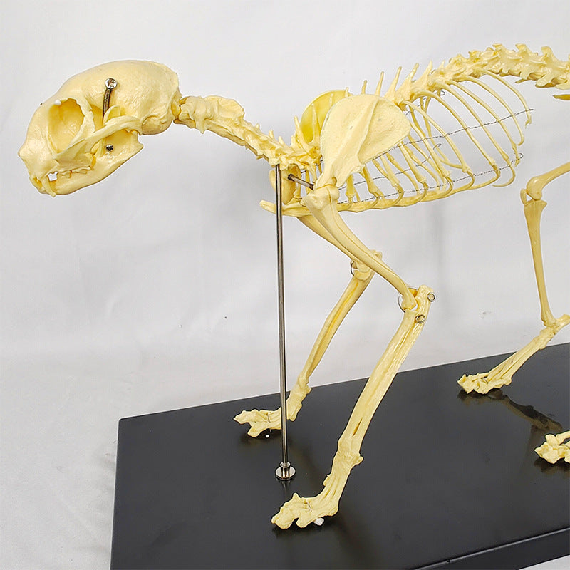 Feline Skeleton Model for Veterinary Teaching and Learning - Realistic PVC Specimen