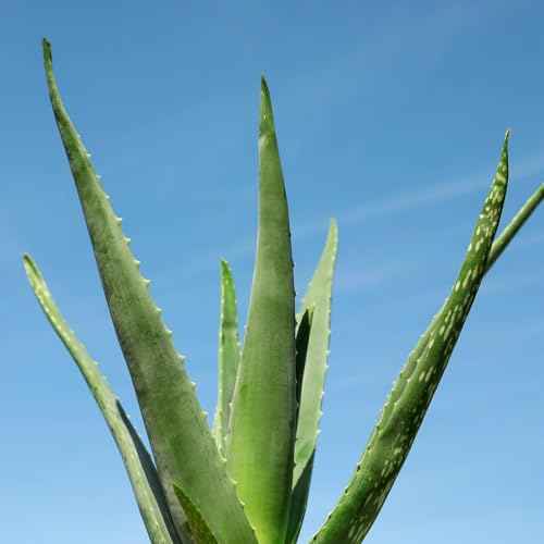 Jurlique Aloe Vera Hydrating Mist- 100ml | Hydrating Face Mist Spray for Women & Men | Hydration for All Skin Types | Evergreen Scent | Australian Natural-Based Skincare