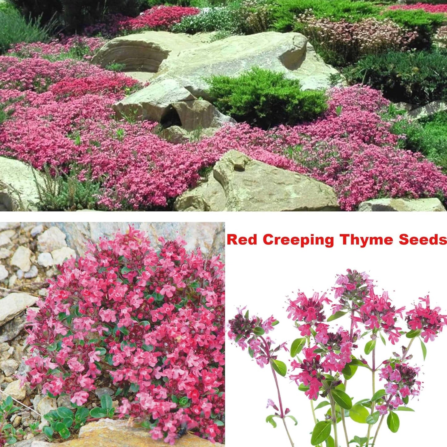 Mixed Creeping Thyme Seeds Ground Cover for Gardens - 5 Varieties, Non-GMO, Drought Tolerant, Perennial Flower