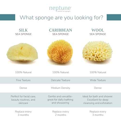 Neptune Caribbean Sea Sponge, Hand Cut, Medium, Approx. 5-6 inches