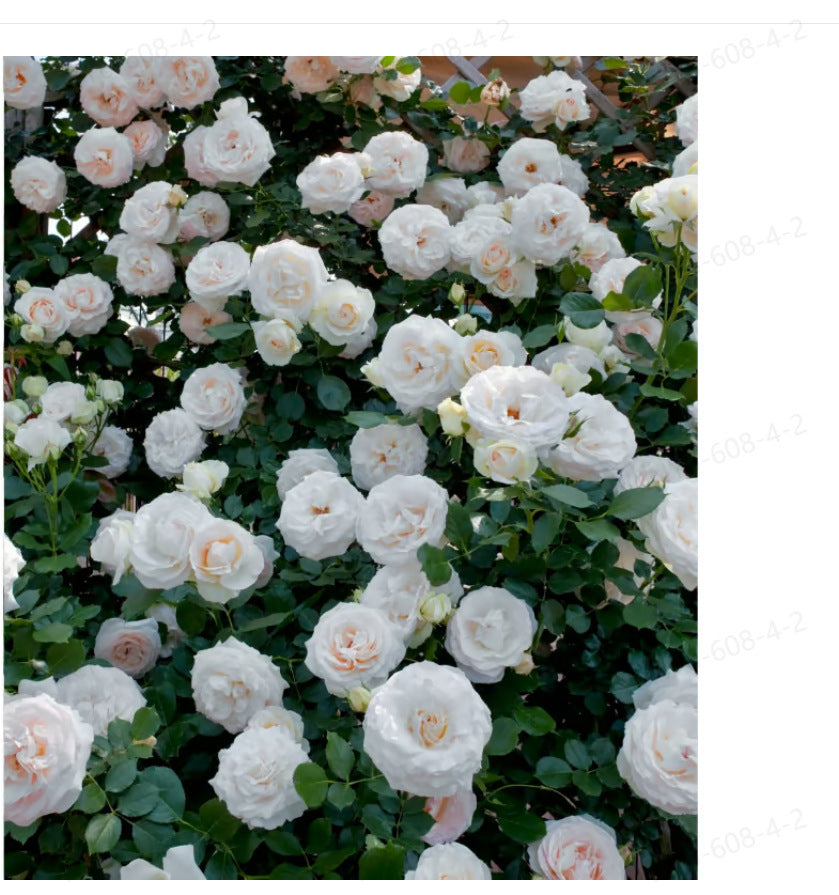 Garden Rose Seeds for Planting - Multiple Varieties & Quantities