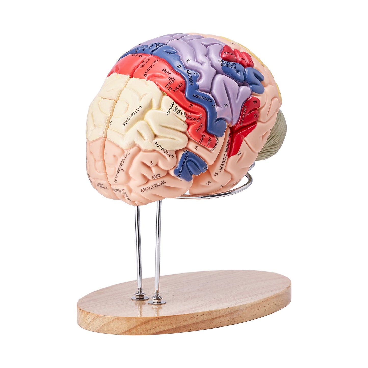 Human Brain Model - 2X Life-Size 4-Part Anatomical Model