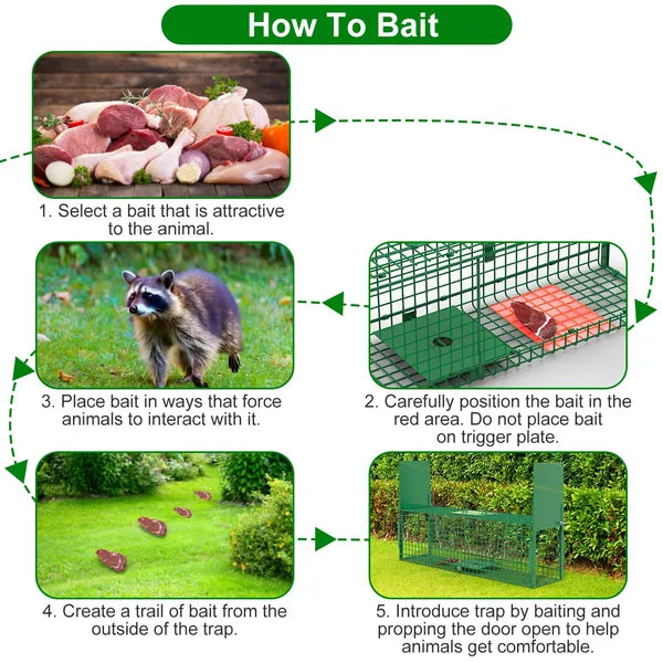 Humane Live Animal Cage Trap for Raccoons, Opossums & More