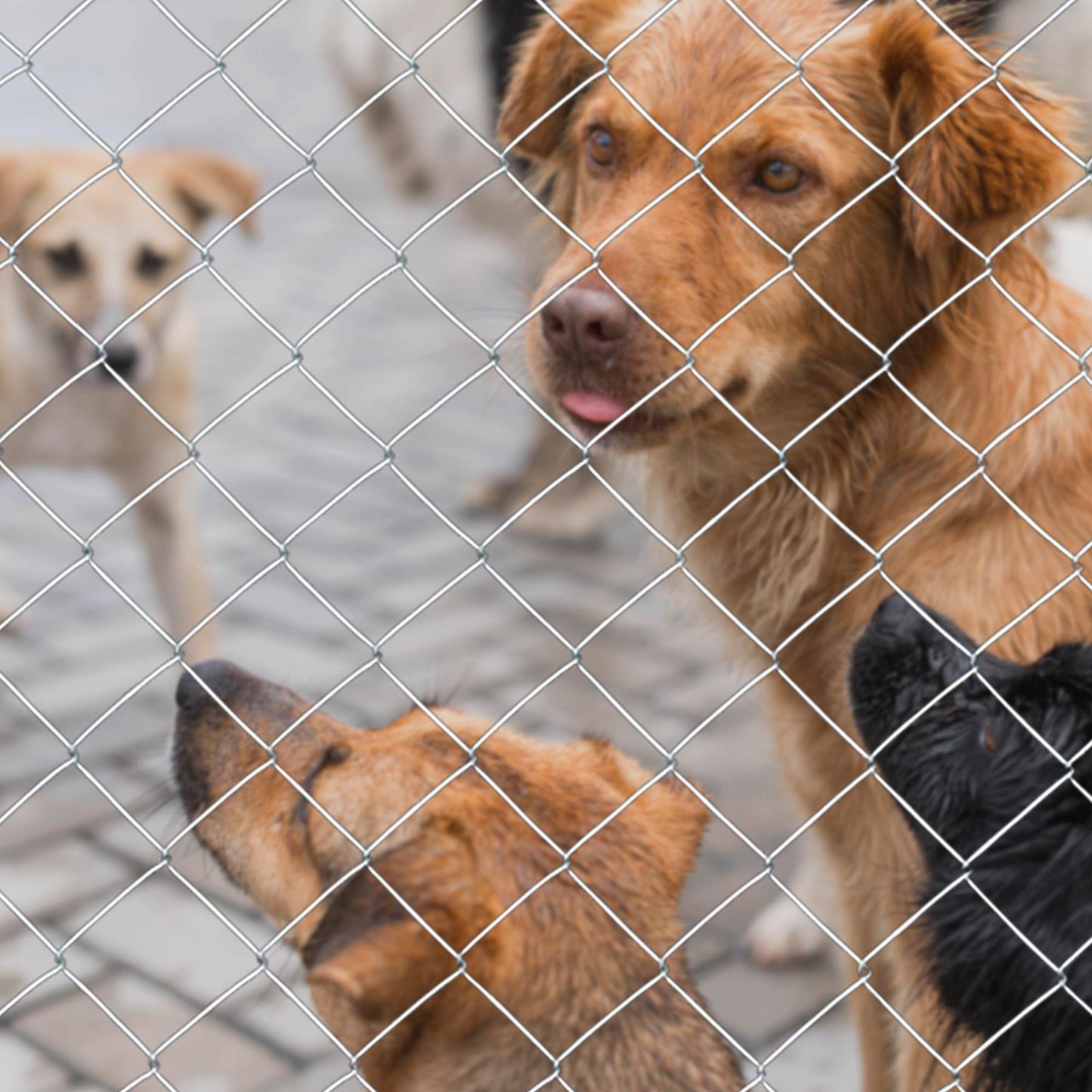 Heavy Zinc Coated Livestock & Animal Fencing for Yard Protection - Multiple Colors