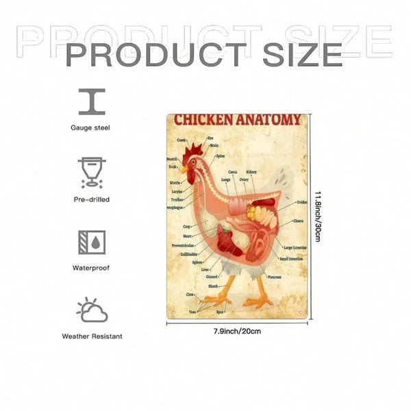Classic Chicken Anatomy Metal Tin Sign - 8x12 Inch Vintage Art