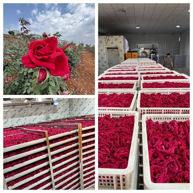 Freeze-Dried Dianhong Rose Petals, 60g