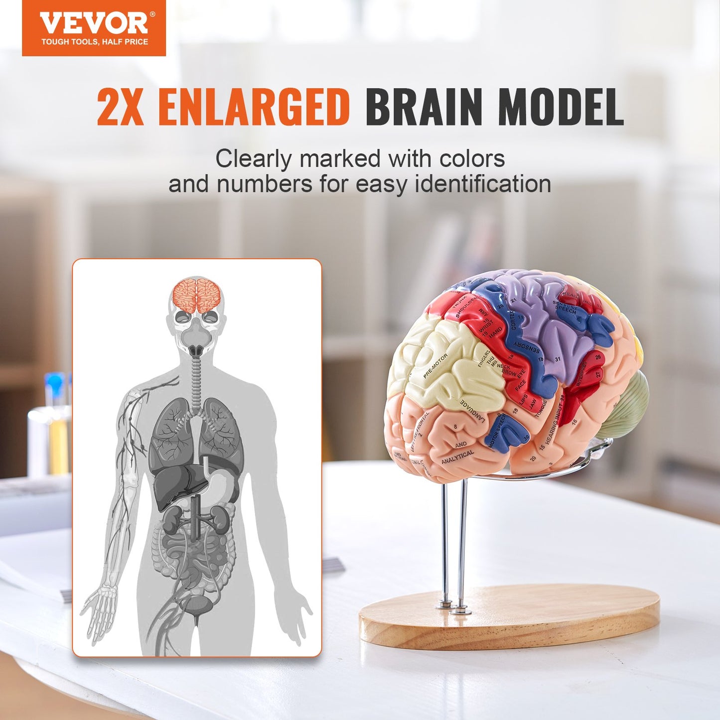 Human Brain Model - 2X Life-Size 4-Part Anatomical Model