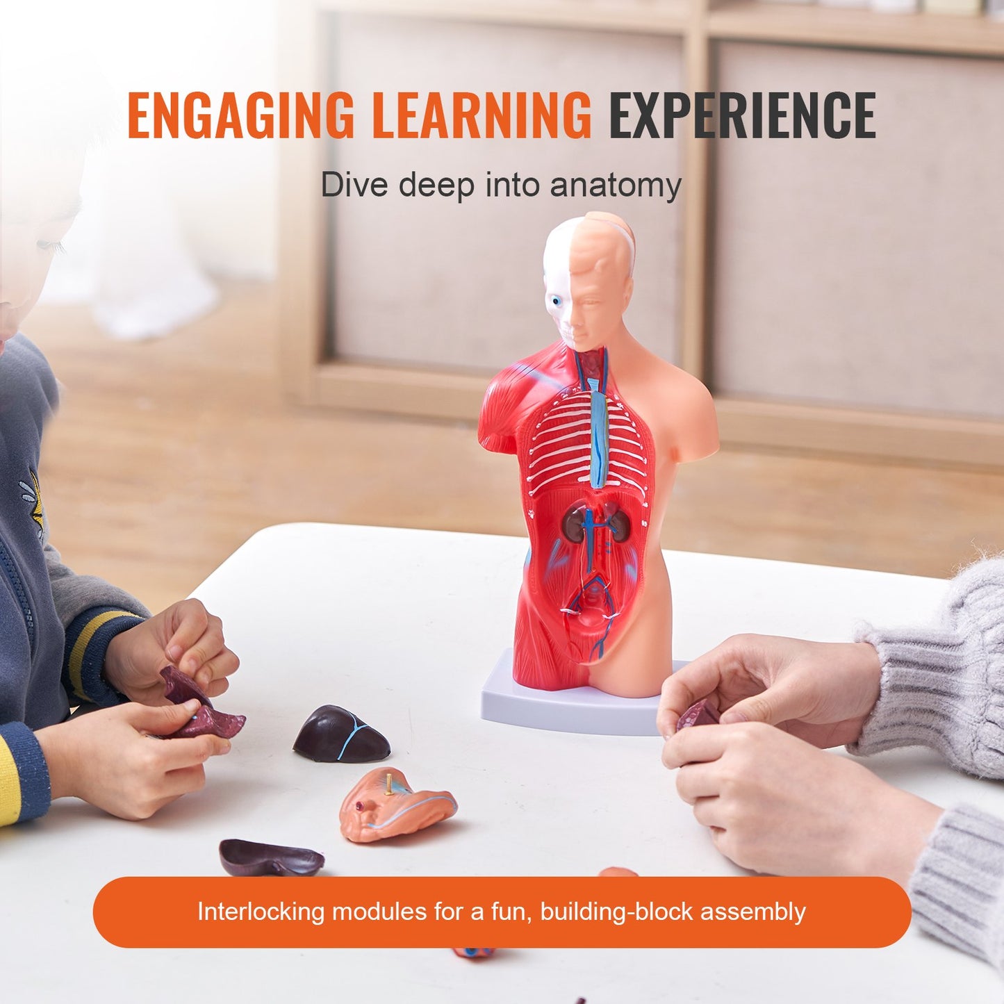 Human Torso Anatomy Model - 11 Inch 15 Parts with Removable Organs