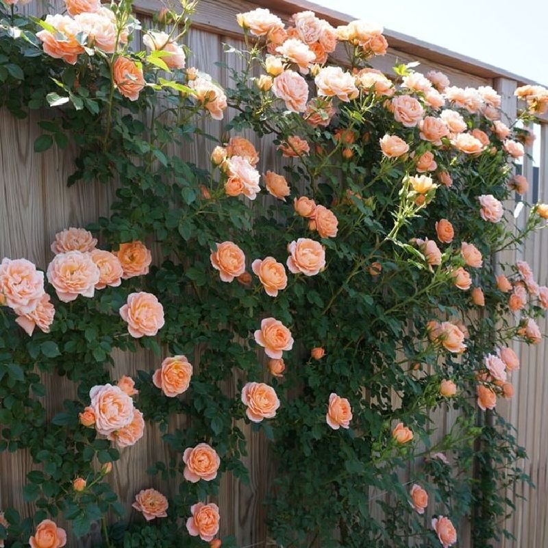 Garden Rose Seeds for Planting - Multiple Varieties & Quantities