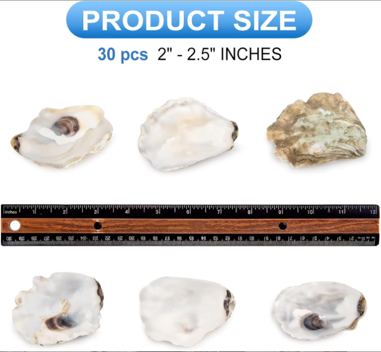 30pcs Natural Oyster Shells with Pearl for DIY Crafts & Ornaments