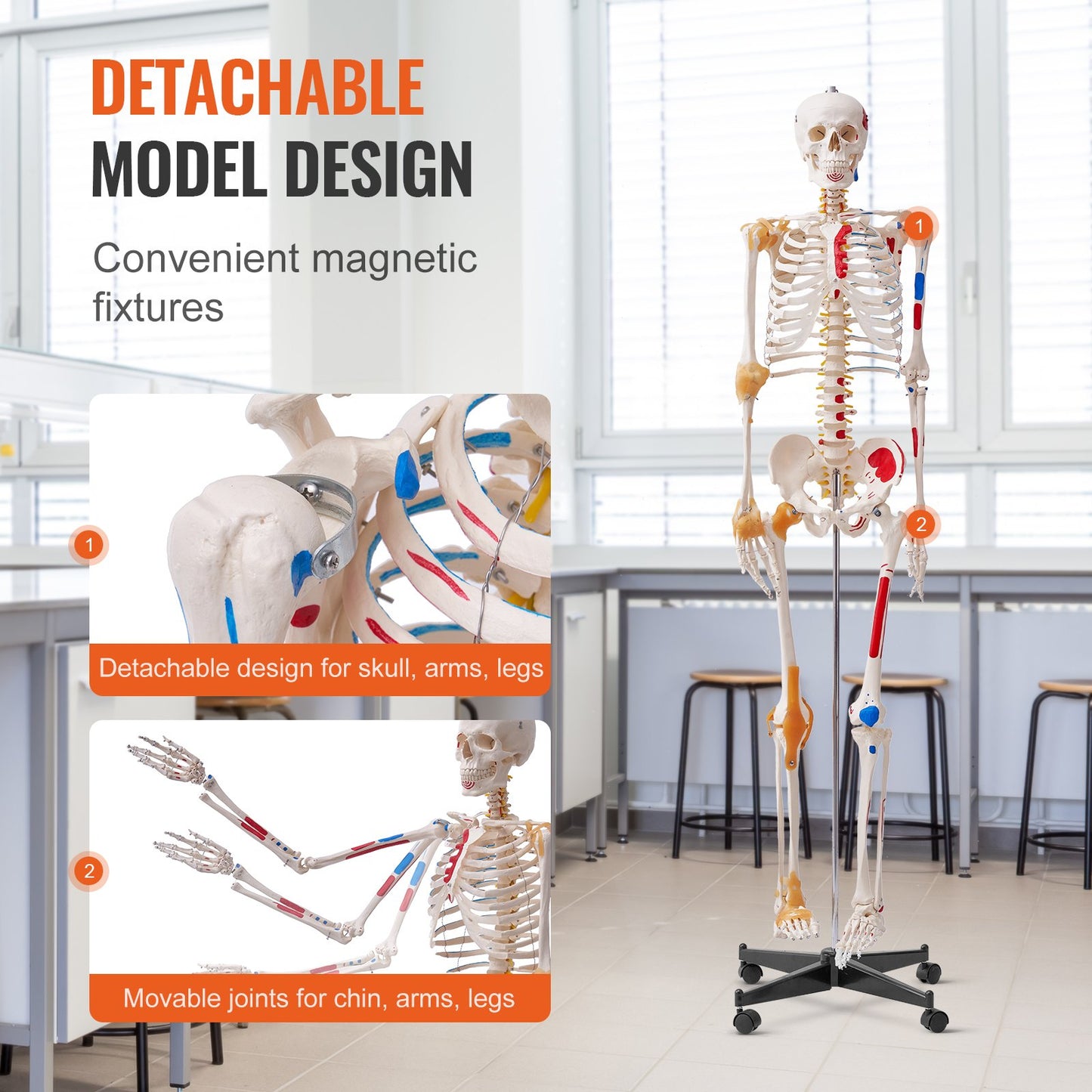 71.65-Inch Life Size Human Skeleton Model with Movable Limbs