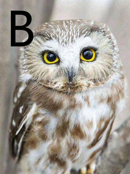 Owl Night Tree Pattern Embroidery Cross Stitch Kit - 5D Diamond Painting