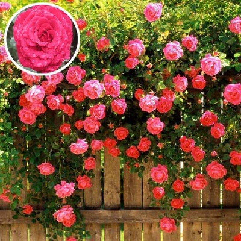 Garden Rose Seeds for Planting - Multiple Varieties & Quantities
