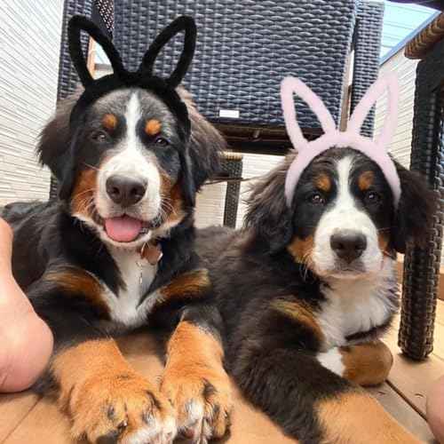 Huachi 2 Packs Bunny Ears Headband Halloween Cute Hollow Rabbit Ear Costume Headbands for Women Girls Party Decoration Adult Kids Head Bands Animals Face Wash Hair Accessories Birthday Gifts