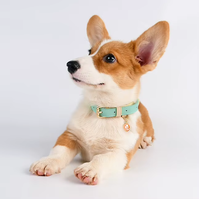 Adjustable Leather Dog Collar - Lightweight & Durable Pet Accessory for Small, Medium & Large Dogs
