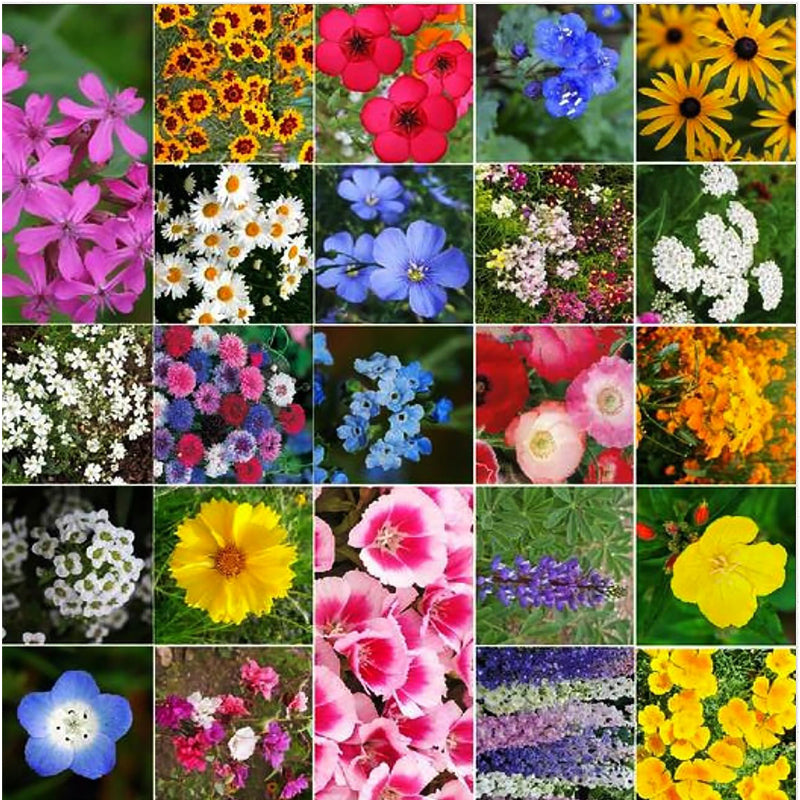 Mixed Climbing Plant Seeds Set - 5 Colors, Non-GMO Garden Seeds for Outdoor & Garden Use