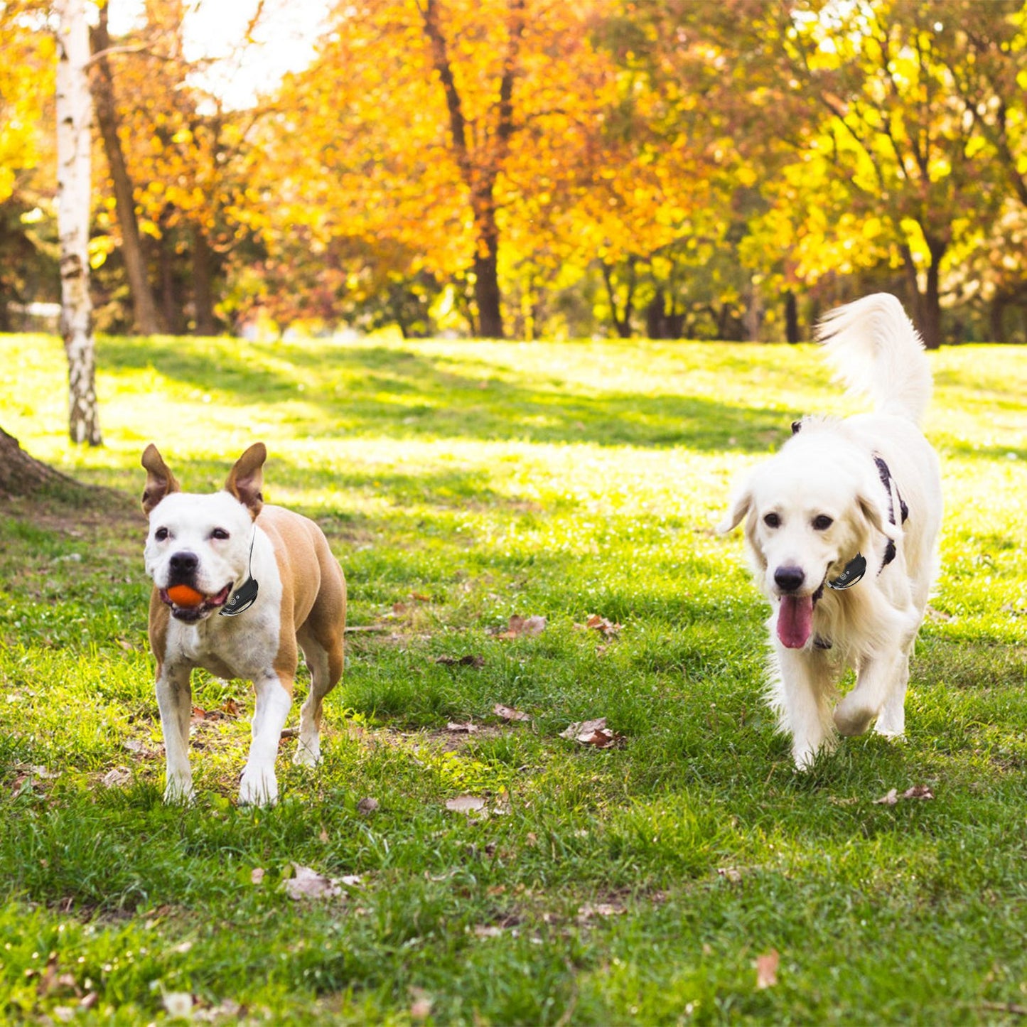 Wireless Dog Fence System with Shock Collar for Small to Large Dogs