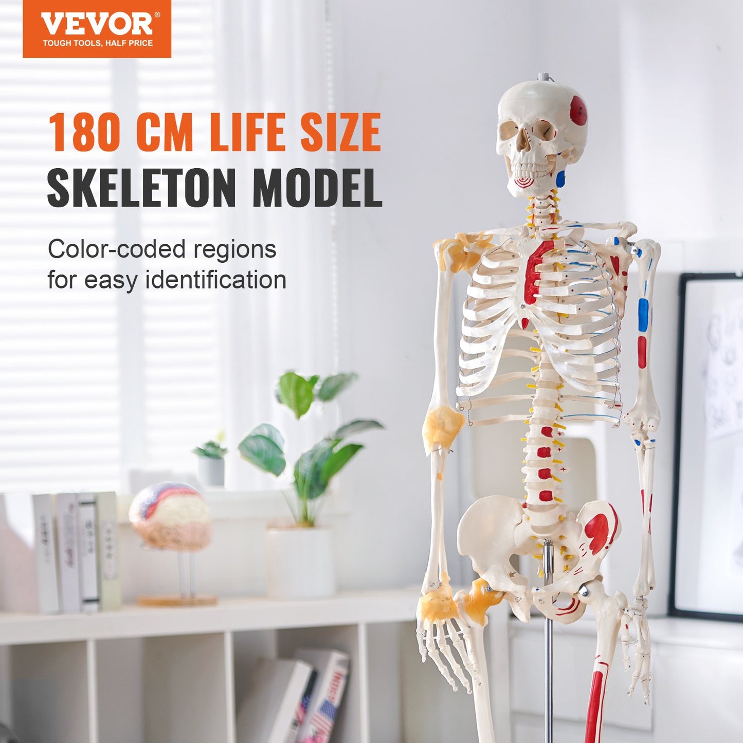 71.65-Inch Life Size Human Skeleton Model with Movable Limbs