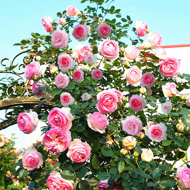 Garden Rose Seeds for Planting - Multiple Varieties & Quantities