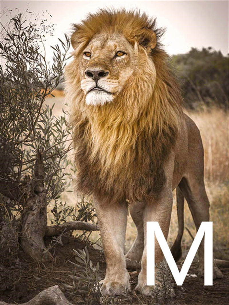 5D Diamond Embroidery Kit Lion Animal Cross Stitch DIY Art Craft Set
