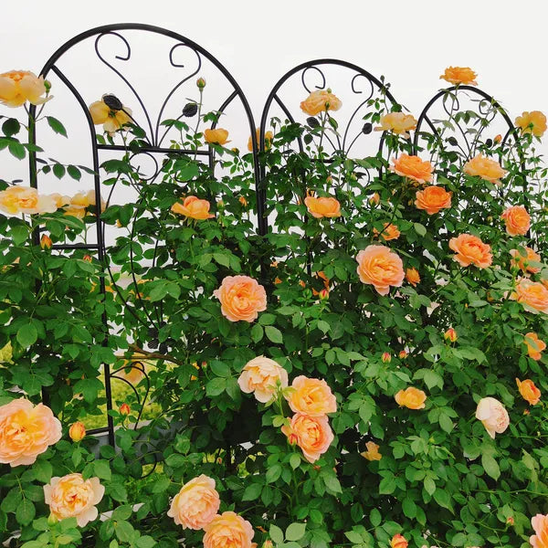 Metal Garden Trellis for Climbing Plants - 4 Pack, 86.7"x19.7", Black