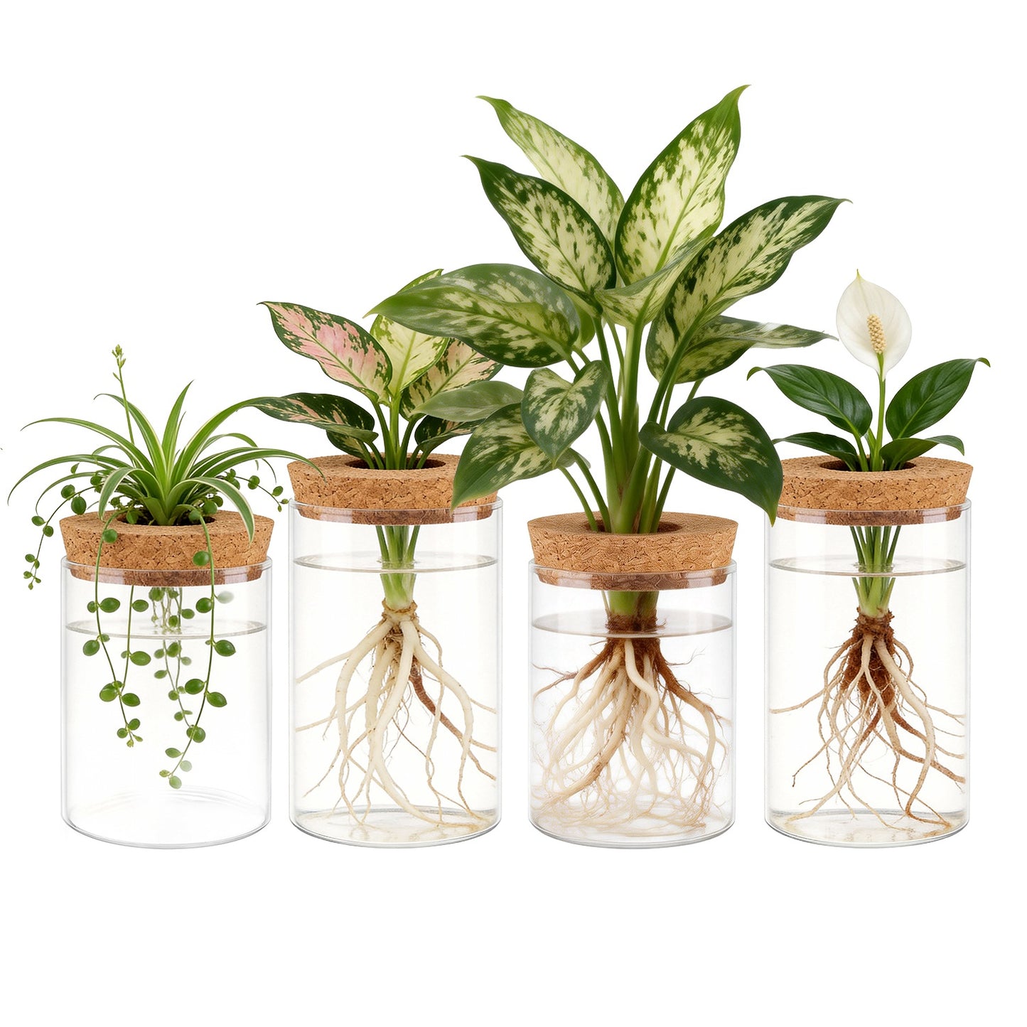 4 Pack Glass Plant Propagation Stations Hydroponic Vases with Cork Lids